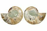 Cut & Polished Crystal-Filled Ammonite Fossil - Madagascar #354164-1